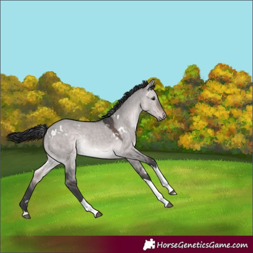 Horse Color:Platinum White Spotted Brown Dun Tobiano Rabicano 