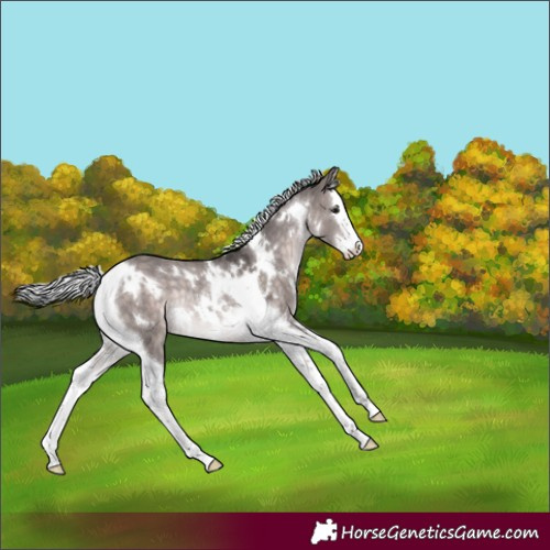 Horse Color:Platinum White Spotted Silver Brown Dun Splash Tobiano Rabicano