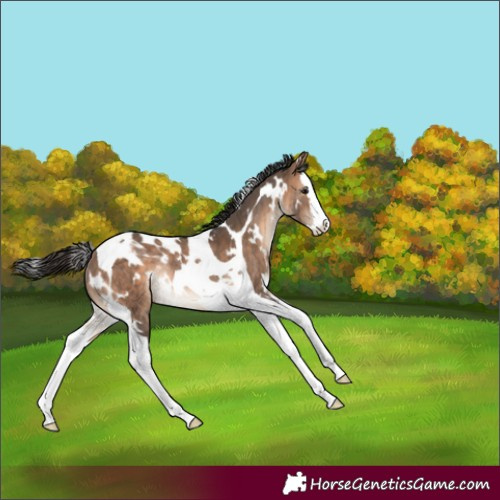 Horse Color:White Spotted Brown Dun Splash Tobiano Rabicano Brindle 