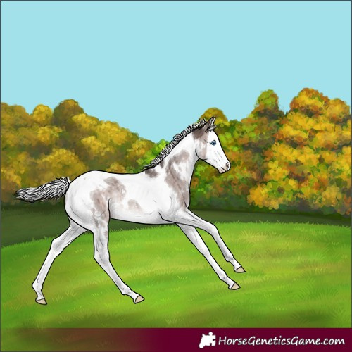 Horse Color:Platinum White Spotted Silver Brown Dun Splash Tobiano Rabicano Brindle 