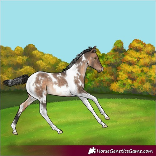 Horse Color:White Spotted Brown Dun Tobiano Rabicano