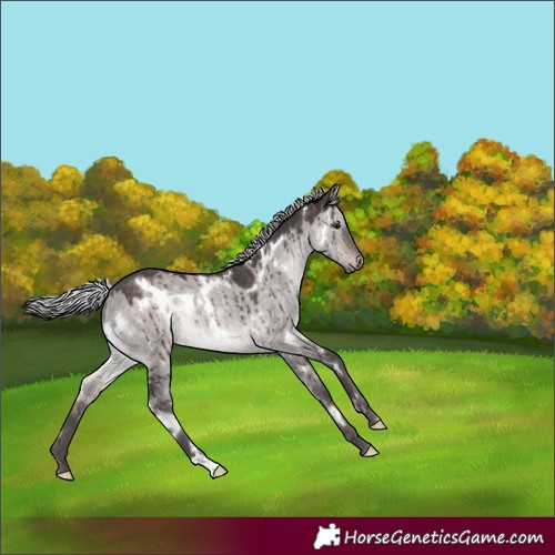Horse Color:Platinum White Spotted Silver Brown Dun Rabicano Brindle 