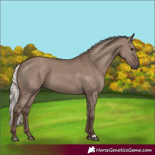 Horse Color:Silver Grullo 