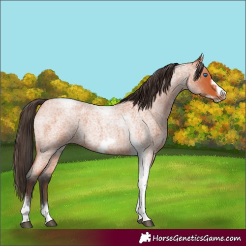 Horse Color:Bay Roan Tobiano Frame 