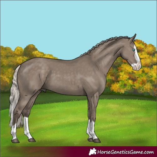 Horse Color:Silver Grullo Splash 