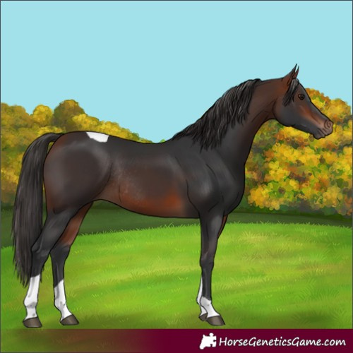Horse Color:Bay Tobiano Rabicano