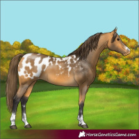 Horse Color:Buckskin Appaloosa 