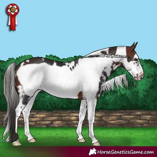Horse Color:White Spotted Brown Sabino Frame 