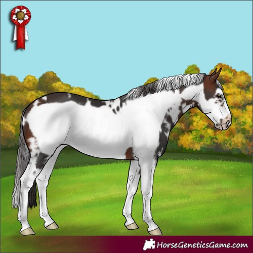Horse Color:White Spotted Brown Sabino Frame 