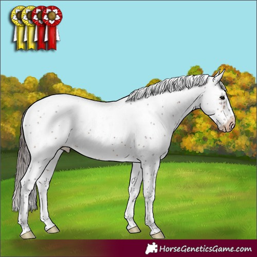 Horse Color:Bay Sabino Frame Appaloosa 