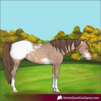 Horse Color:Amber Champagne Sabino Tobiano Snowcap 
