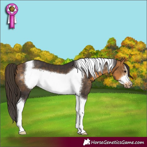 Horse Color:Buckskin Sabino Tobiano Frame 