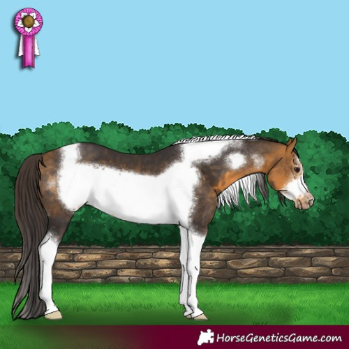 Horse Color:Buckskin Sabino Tobiano Frame 