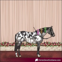 Horse Color:Smoky Black Near Leopard