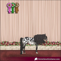 Horse Color:Smoky Black Appaloosa 