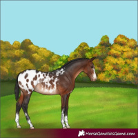 Horse Color:Brown Appaloosa Rabicano 