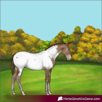 Horse Color:Gray Smoky Black Pearl Appaloosa 
