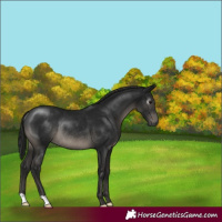 Horse Color:Gray Smoky Black Rabicano 