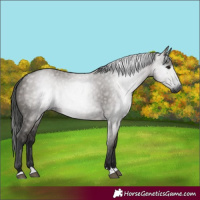Horse Color:Gray Grullo 