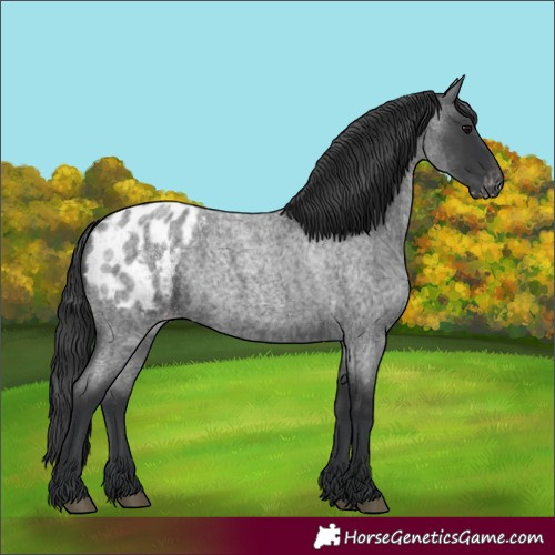 Horse Color:Blue Roan Blanket 
