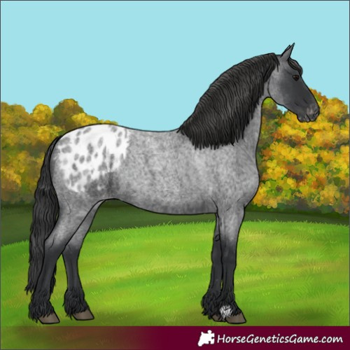 Horse Color:Blue Roan Appaloosa 