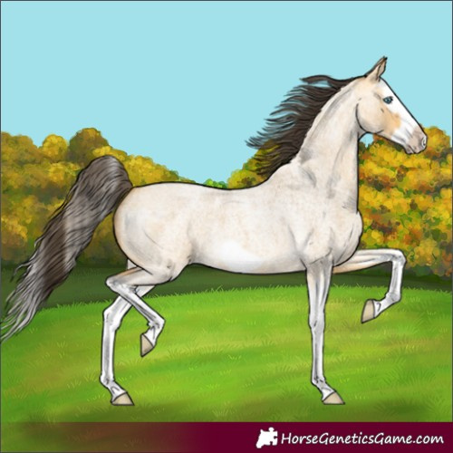 Horse Color:Buckskin Roan Dun Splash Frame 