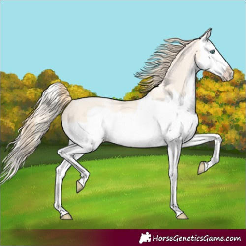 Horse Color:Buckskin Pearl Splash Frame 