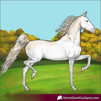 Horse Color:Buckskin Pearl Splash Frame