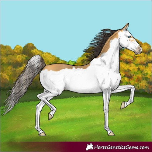 Horse Color:Buckskin Splash Frame 