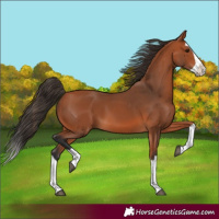 Horse Color:Bay Splash 