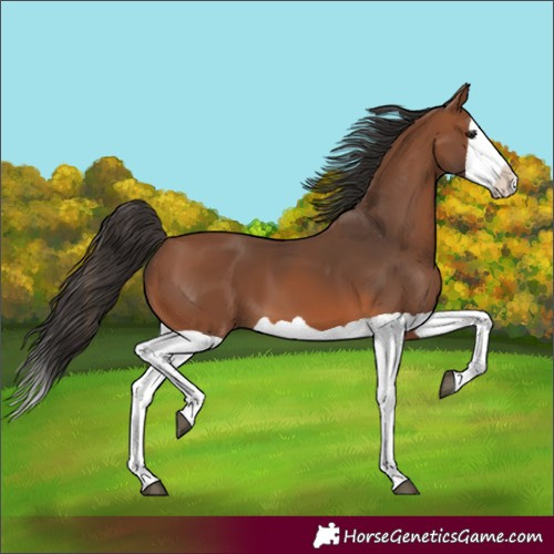 Horse Color:Bay Splash 