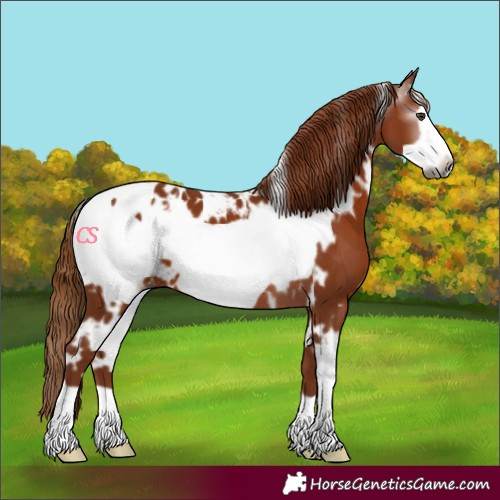 Horse Color:Gray White Spotted Chestnut Frame Appaloosa