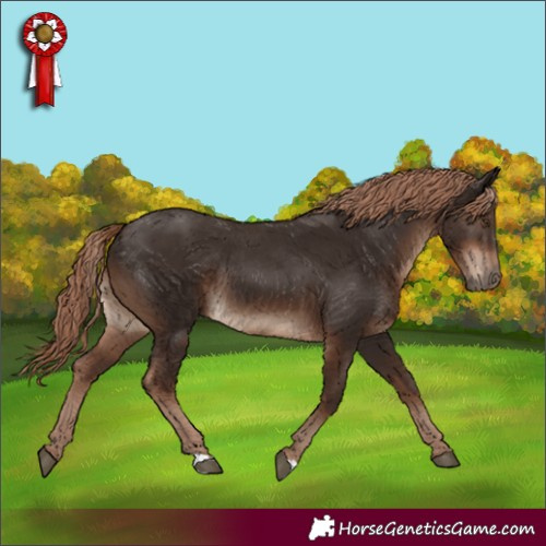 Horse Color:Liver Chestnut Rabicano