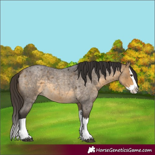 Horse Color:Buckskin Roan Splash 