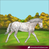 Horse Color:Silver Brown Roan Dun Splash Appaloosa Rabicano