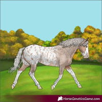 Horse Color:Silver Brown Roan Dun Splash Appaloosa Rabicano 