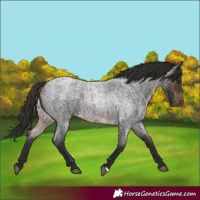 Horse Color:Brown Roan