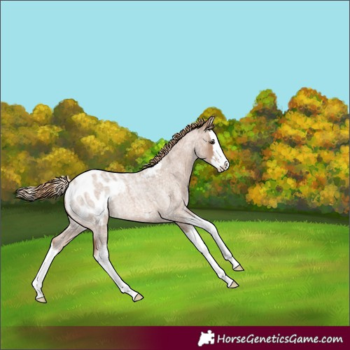 Horse Color:Red Dun Roan Splash Blanket Rabicano