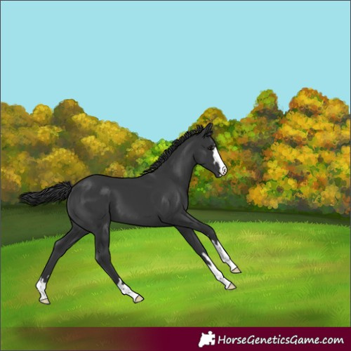 Horse Color:Black 