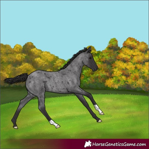 Horse Color:Smoky Blue Roan 