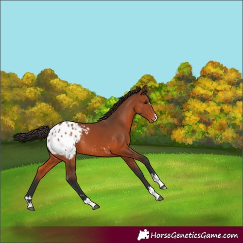 Horse Color:Bay Appaloosa