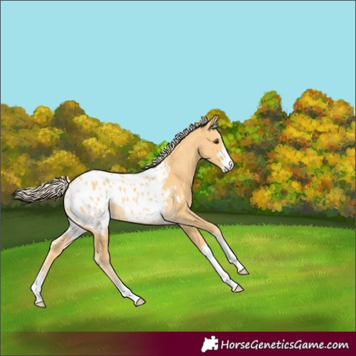 Horse Color:Palomino Appaloosa 