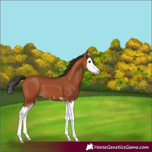 Horse Color:Bay Splash 