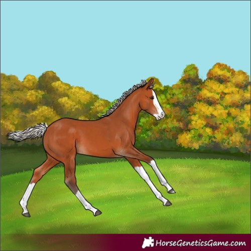Horse Color:Silver Bay Splash 