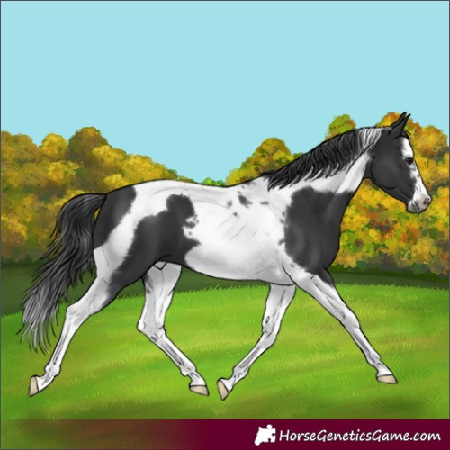 Horse Color:Black Splash Tobiano Frame 