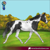 Horse Color:Black Splash Tobiano Frame