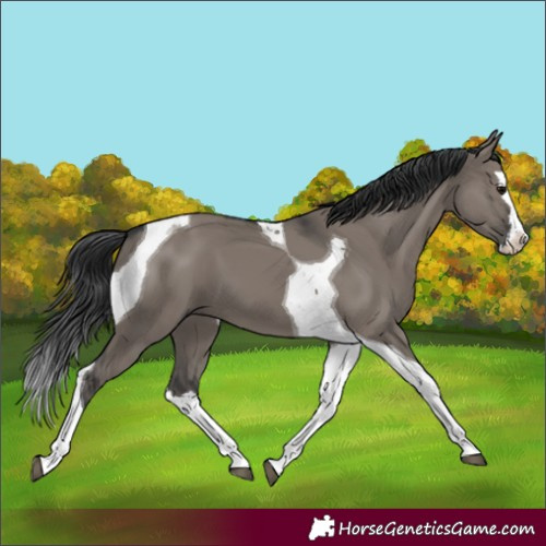 Horse Color:Grullo Splash Tobiano 