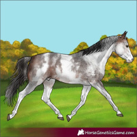 Horse Color:White Spotted Bay Sabino