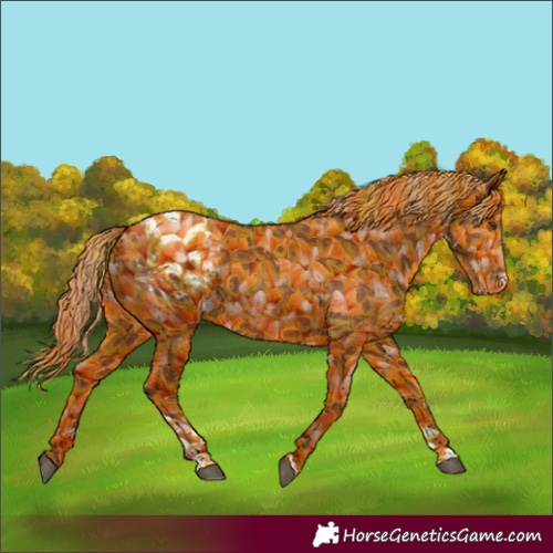 Horse Color:Chestnut Tobiano Blanket