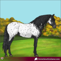Horse Color:Black Appaloosa